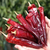 잘말린 진도 햇고추 건고추 600g~3kg 보통매운맛 중량선택, 건고추 3kg 다섯근