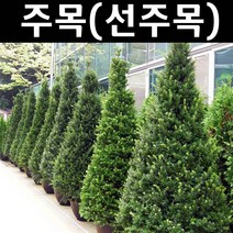 주목 실생3년 포트 3개/나무 묘목/상록수/조경용