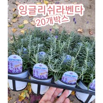 잉글리쉬라벤다 20개박스/추운강원도에서도 월동되는 허브의퀸, 20개