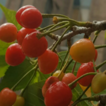 (NY소망)대왕 물앵두묘목(접목2년생) 2그루