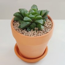 하월시아수 다육 토분화분