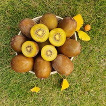 국내산 참다래 키위 고당도 키위 3kg 5kg 10kg, 쥬스용