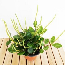 홀리페페 키우기 쉬운 실내 공기청정 화훼농장 식물 화초 화분, 상세페이지 참조