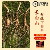 인삼 삼림 장백산 산삼 동북 특산품 선물, 15년 15개 정도 100g, 100g