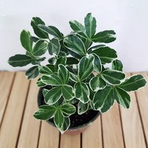 러브코리아 은사철 키우기 쉬운 꽃도매시장 희귀 공기청정식물, 단품, 1개