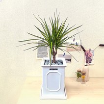 실내공기정화식물 드라세나 마지나타 럭키 인테리어 방패사각 화분 소형 서울 경기지역만 배송가능, 1개