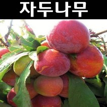 자두/로얄대석 나무 묘목 R3cm(분) 1개/유실수/과수