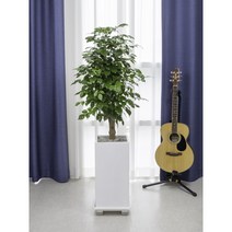 에코플랜트 대형화분 개업 거실 인테리어 실내 식물 카페 승진 사무실이전 화분 배송[서울.경기 평일 당일배송] <지방 및 영종도 가평 강화도 배송불가>, 02. 녹보수 검정, 1개” class=”wr-img”></a></div></p></div></p></div></p></div><div class=