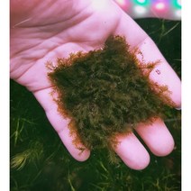 피시덴모스 5x5 스텐망 갓활착 [1판]