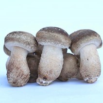 [특가할인]젊은농부 (정품 송화버섯 +송화버섯차10개입증정행사)면역력 노마진 안성 평택 농장직영 맛과향 비교불가 당일수확 실속형 일키로 영웅버섯 가정용, 실속형1kg+송화버섯차10개입증정
