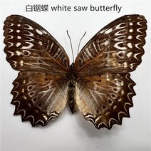 인테리어 소품 실제 나비 표본 곤충 인형 생산 매력 거실 컬렉션 아트 용 홈 장식 액세서리, 22