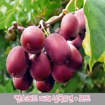 충주원예조경 켄스레드다래 삽목2년*포트묘(5주묶음), 주