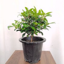 하늘꽃농원 반짝반짝 잎사귀 목향나무