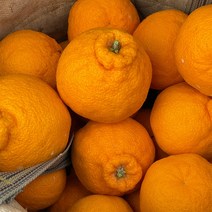 제주 한라봉 못난이 9kg(사이즈 랜덤)