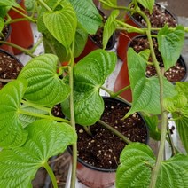 (원진약초농원) 열매마모종 화분형(10cm분) 1본/열매마/하늘마/우주마