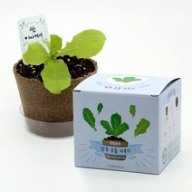 팜팜농장 상추 모종키우기(초보농부의 첫걸음) (ICE), 상세페이지 참조, 상세페이지 참조