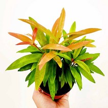 꽃나무팜 신품종 피어리스 소품 시지기움 조경수 행운을부르는나무 집들이선물 수형랜덤 한개금액입니다