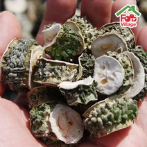 푸드빌리지 [푸드빌리지] 과일천하 여주 볶음 여주차 건여주 생여주 무농약인증, 작두콩차 100g + 100g