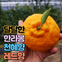 [특가] 제주 산지직송 레드향 한라봉 천혜향 선물용 명절 설날 추석 선물 세트, 12. [선물세트] 천혜향 대과 5kg