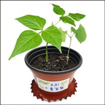 [과학키트 자람사이언스]씨앗이 싹트는 조건과 강낭콩의 한살이(4개세트)jr