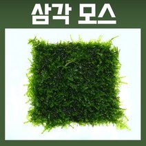 삼각 모스 (8x8cm 스텐망활착), 상세 설명 참조
