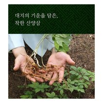 [진삼애] ○ 산양삼 9-10년근 5뿌리, 상세 설명 참조
