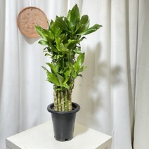 청년농부 금천죽 공기정화식물 음이온식물 실내식물 개업식물 반려식물