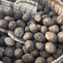 [팔도농장] 22년 수확 화산토 햇 제주감자(중), 5kg