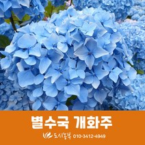 별수국/개화주/수국/꽃/조경/도시농부/모종