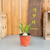 가꾸다 독구리난 도쿠리난, 1개