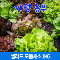 구매평 좋은 채소로메인적근대모듬 추천순위 TOP 8 소개