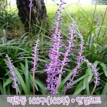 충주원예조경 / 맥문동 / 100구(100주) 연결포트, 주