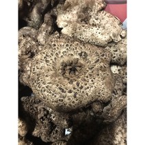 추석선물 추천 자연산 버섯 국산 생 능이버섯 직접 산행채취후 발송, [A급] 국산 생 능이버섯 1kg