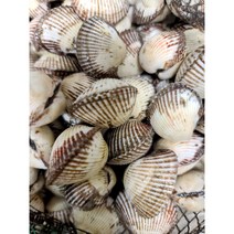(조선의밥상) 산지직송 벌교꼬막 살이꽉찬 꼬막 새꼬막 1kg, (상)새꼬막 85~95미1kg