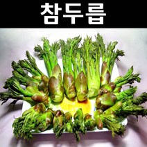 참두릅 포트 5개/나무 묘목/특용수/약용수