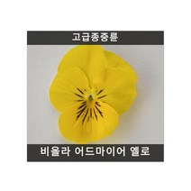 식용꽃 씨앗] 비올라 어드마이어 옐로 (제비꽃) 10립