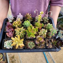 랜덤다육이 5개 10개 튼튼한 다육식물세트, 랜덤다육이 5개 식물만 + 흙 1봉지