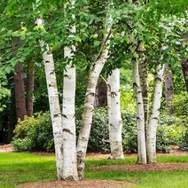 목하원예조경 자작나무 묘목 (백자작) H1.5전후