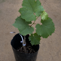 (G소망)샤인머스켓 청포도묘목(삽목1년 포트) 4그루