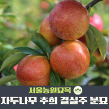 서울농원묘목/자두나무 묘목 추희/포모샤 3년생 결실주 분묘 여름과일, 포모샤 3년 결실주, 1개