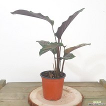 SUQ450768진자 공기정화식물 도특한줄무늬잎 실내공기정화식물 그늘에서잘자라는식물 음지식물 공기청정식물, 본상품