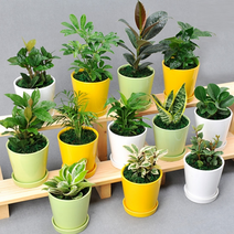 [행복한세상]공기정화식물 원형칼라화분, 원형컬러화분-스파트필름