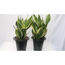 [골든플랜트] 농장직영 산세슈퍼바중대품 슈퍼바 산세베리아 공기정화식물 키우기쉬운식물, 1개