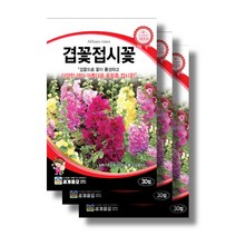 겹꽃 접시꽃 30립 씨앗, 7봉