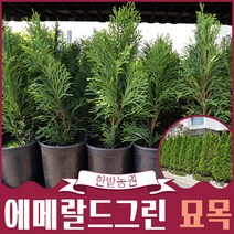 에메랄드그린 서양측백나무 묘목 생울타리 담장 가드닝 카페정원수 관상수 포트묘 조경용