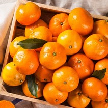 싱싱톡톡 제주 감귤, 1box, 10kg 중대과