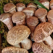 참송이 송화버섯 가정용 선물용 설 추석 부모님 선물세트 무농약, 선물세트1kg