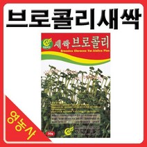 새싹브로콜리씨앗- 브로콜리싹 브로콜리씨앗 새싹채소 새싹씨앗 학습용 실험용 사계절 재배가능, 베이비적오크