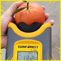 블러드오렌지 13브릭스이상 제주GAP농원 당일수확, 10KG, 10KG