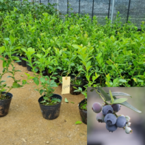 [모든원예조경] 블루베리나무 묘목 (뉴하노버) 2년생 포트묘, 1개